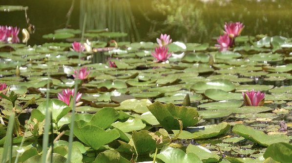 kefalonia botanica